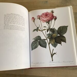Redouté's Roses by P.J. Redouté